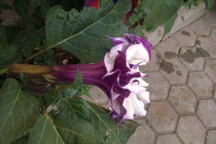 IMAG0885 - brugmansia mov