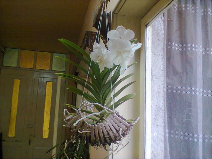 multumesc maada - orhidee