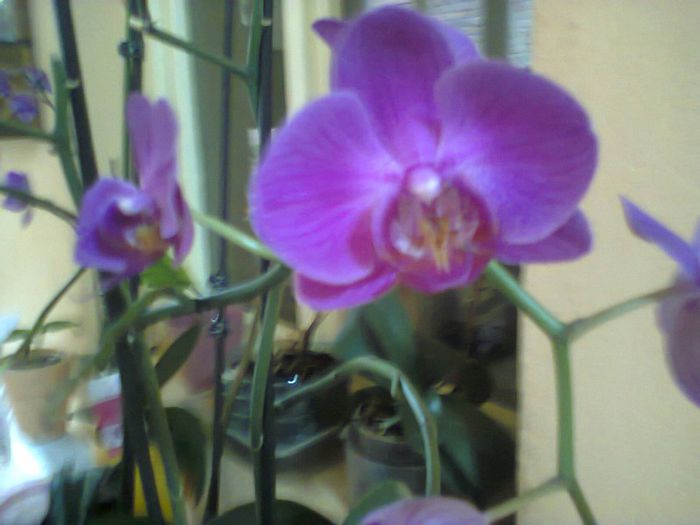 Photo0167 - orhidee
