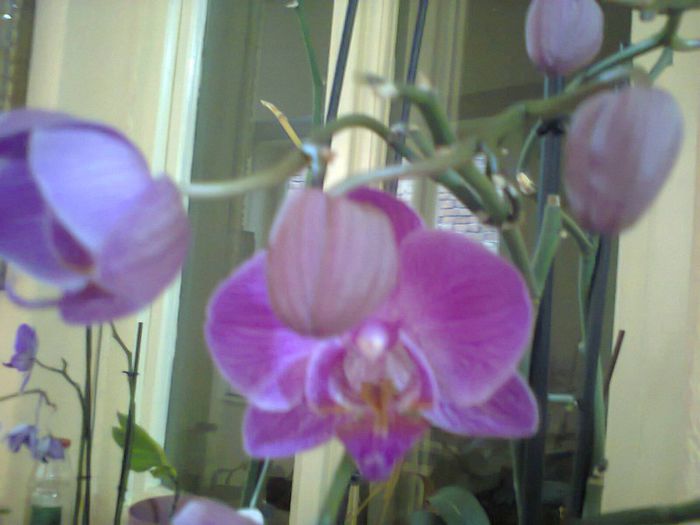 Photo0168 - orhidee
