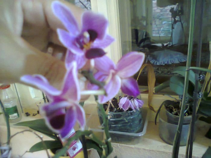 Photo0172 - orhidee