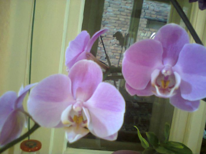 Photo0175 - orhidee