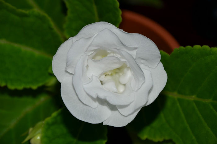 Madona Cristina - Gloxinii 2013