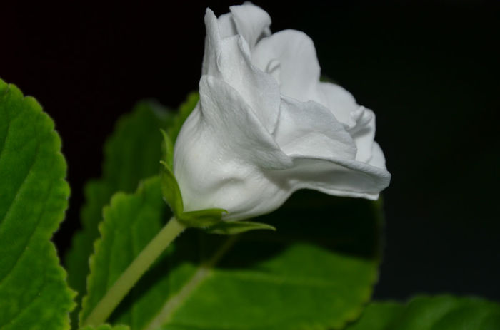Madona - Gloxinii 2013