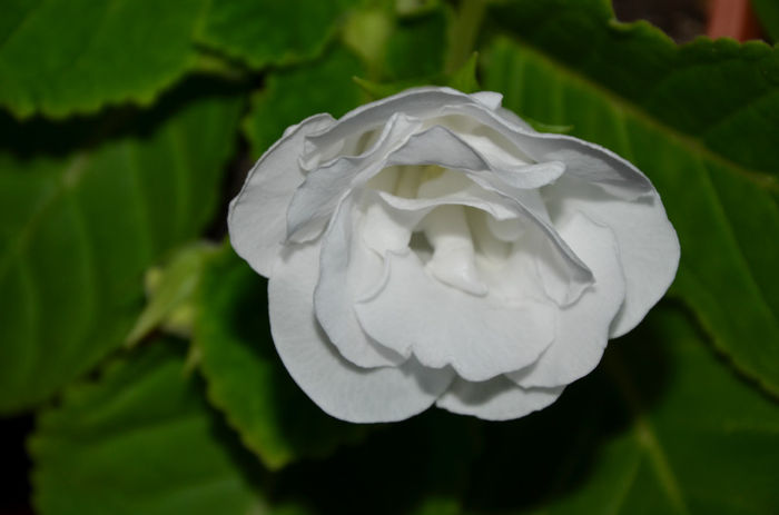 Madona - Gloxinii 2013