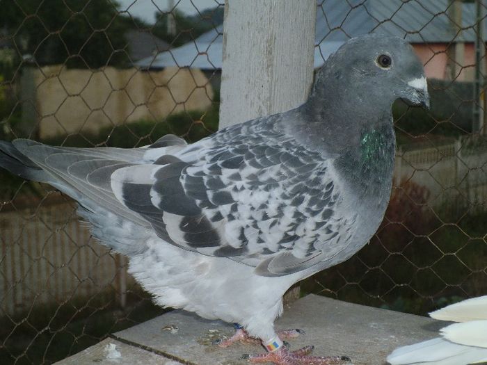 P1080860 VINDUT