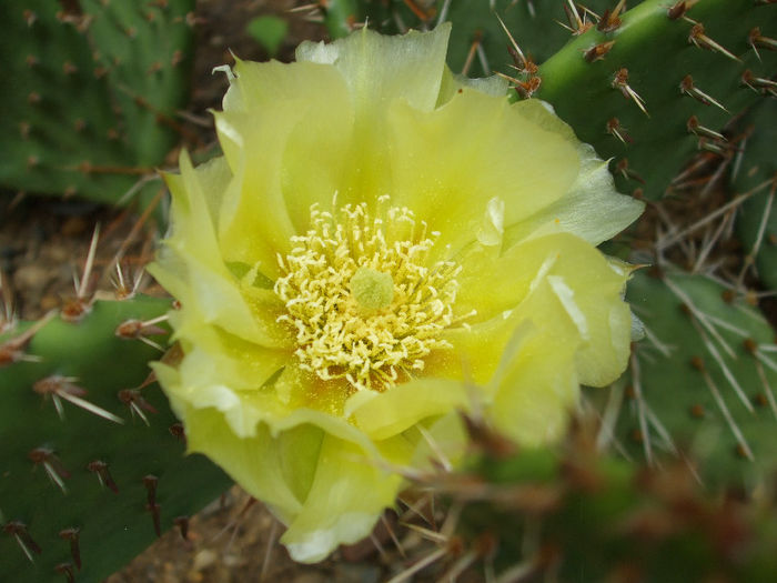 DSCF7117