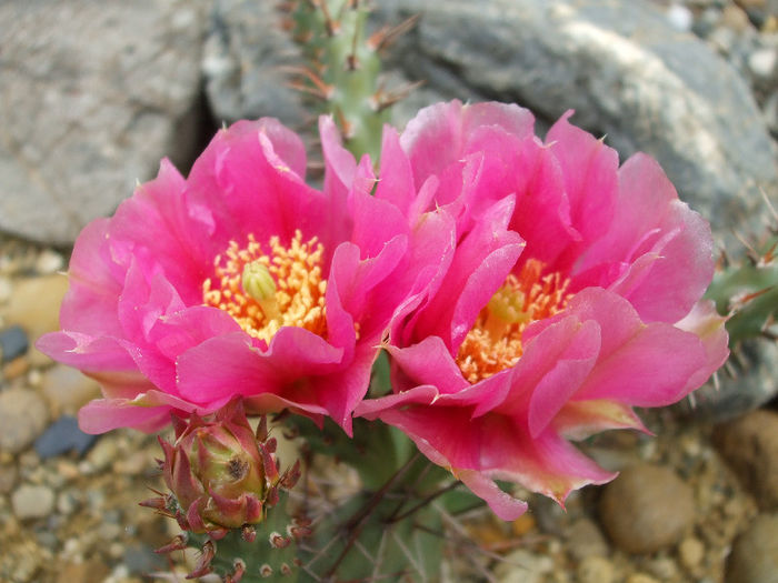 DSCF7122