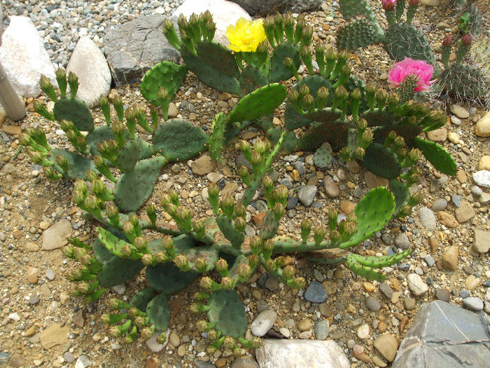 DSCF7129
