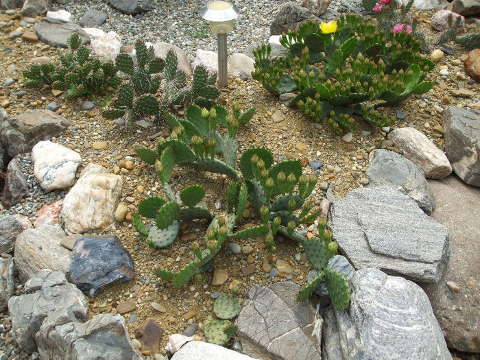 DSCF7130