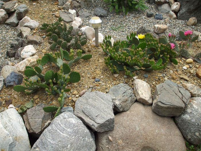 DSCF7131 - Cactusi hardy