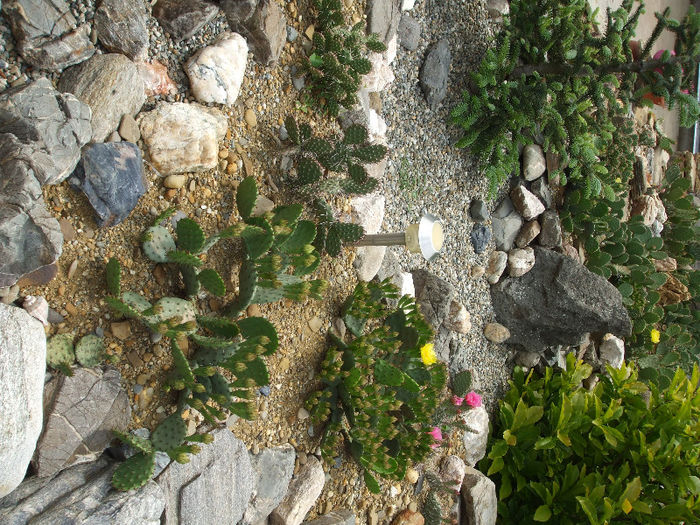 DSCF7132 - Cactusi hardy