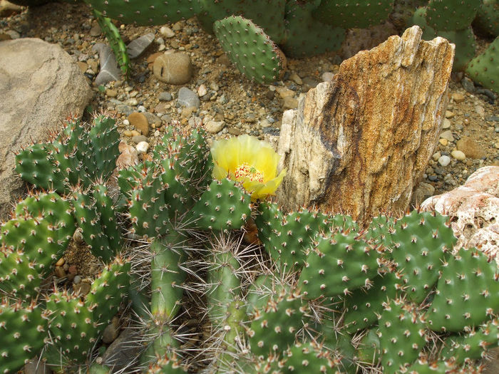 DSCF7133 - Cactusi hardy