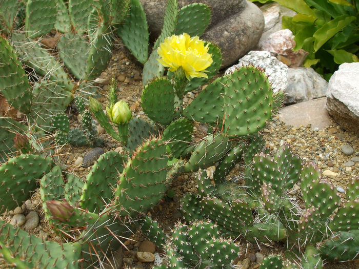 DSCF7134 - Cactusi hardy