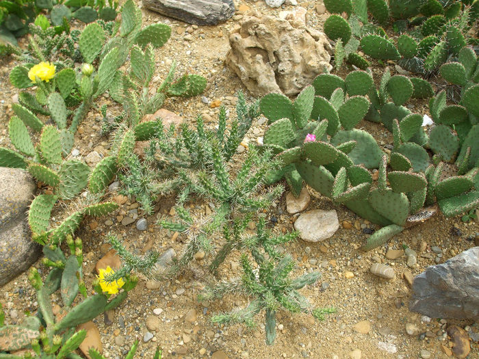 DSCF7148 - Cactusi hardy