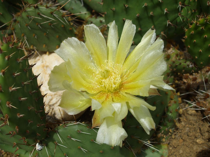 DSCF7211 - Cactusi hardy