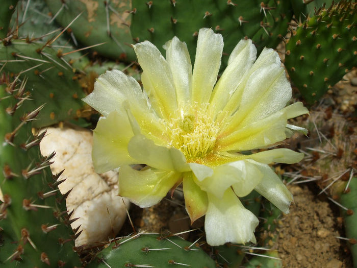 DSCF7212 - Cactusi hardy