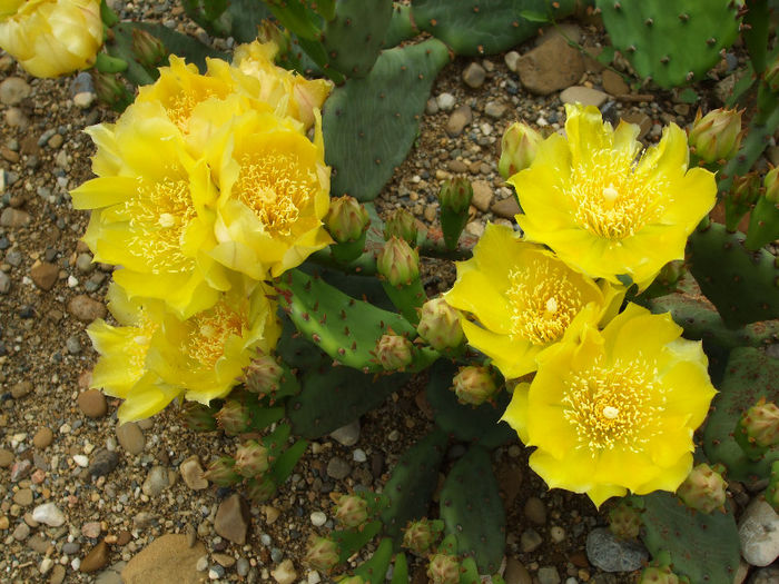 DSCF7242 - Cactusi hardy