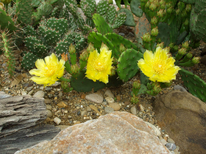 DSCF7246 - Cactusi hardy