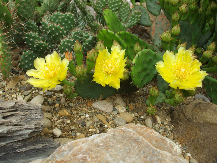DSCF7248 - Cactusi hardy