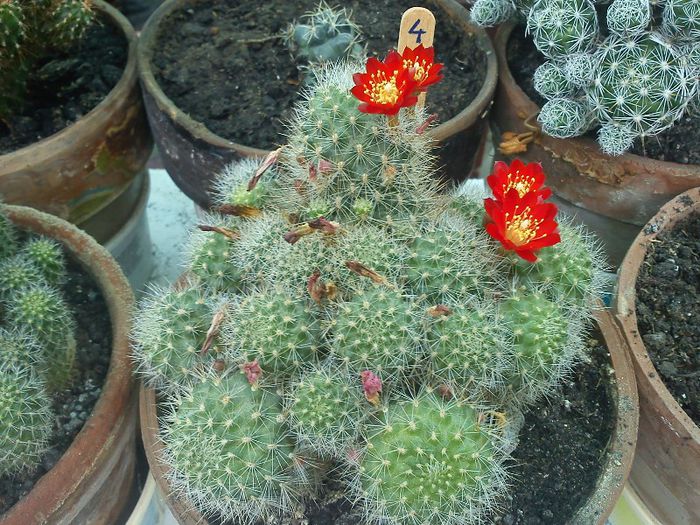 2013.08.11 - Rebutia fulviseta