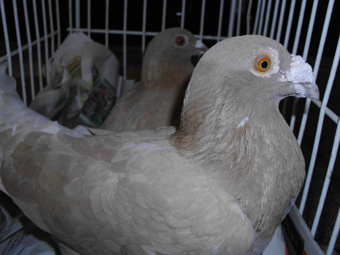 IMG_1675 - g Voiajori galbeni