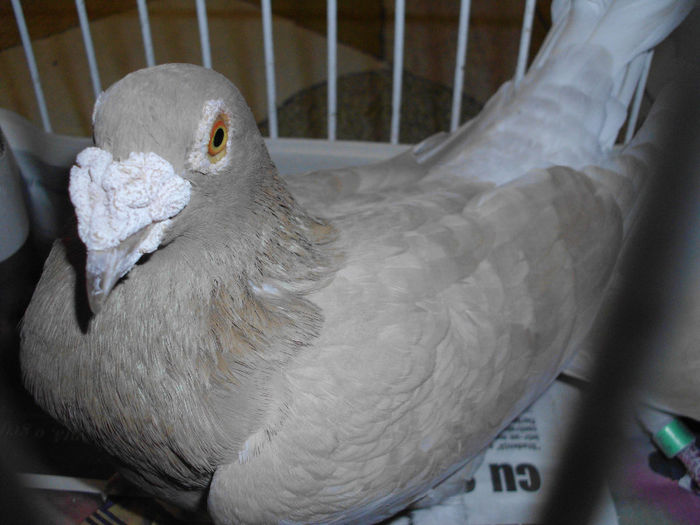 IMG_1677 - g Voiajori galbeni