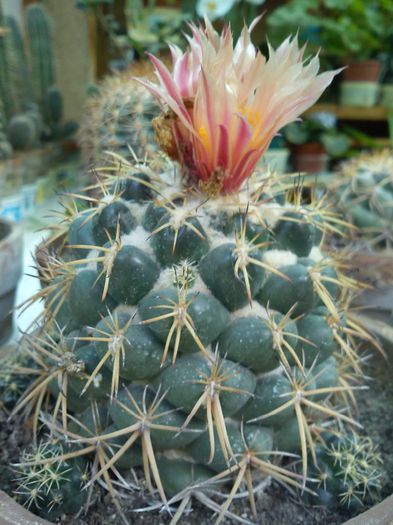 2013.08.11 - Coryphantha sulcolanata