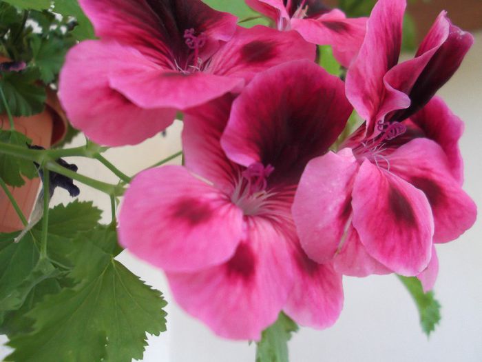 DSCF4038 - 13 august 2013