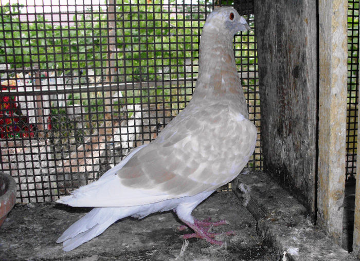 3 - g Voiajori galbeni