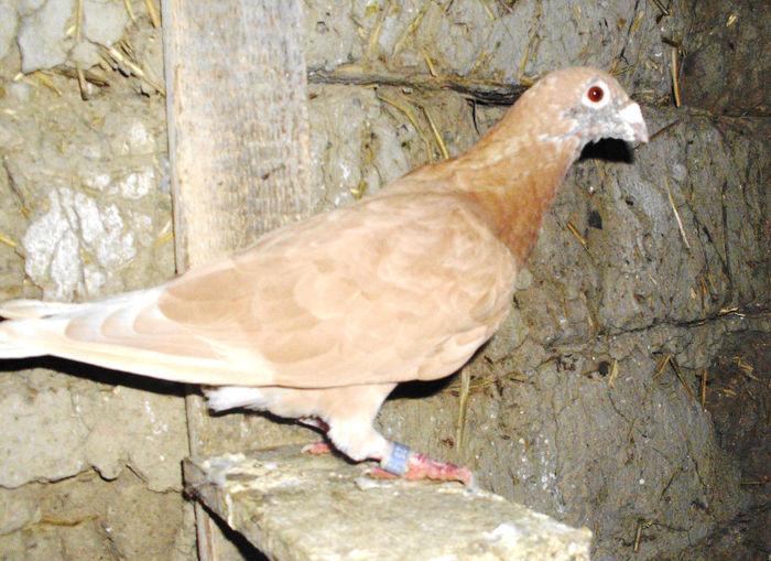 4 - g Voiajori galbeni