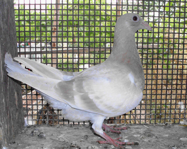 8 - g Voiajori galbeni