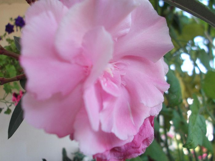 DSCF4044 - 13 august 2013