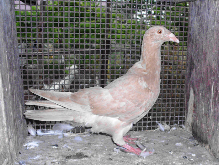 9 - g Voiajori galbeni
