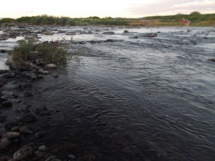 DSCF4075 - Boggy pe Mures  2013