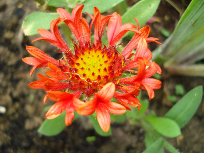Gaillardia aristata 'Fanfare Blaze'