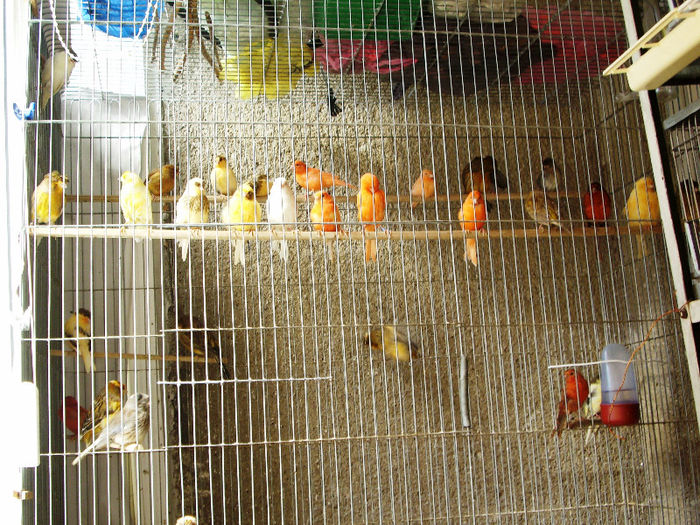 canari la cuib 2013 164