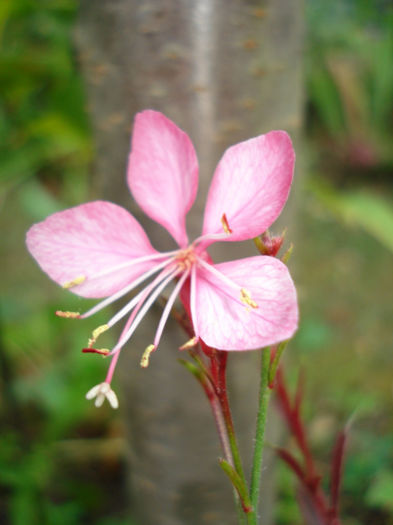 Gaura lindheimeri Pink Dwarf