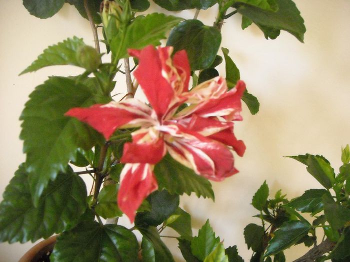 Baptistii - Hibiscus 2013-2