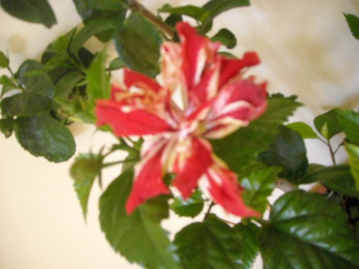 Baptistti - Hibiscus 2013-2
