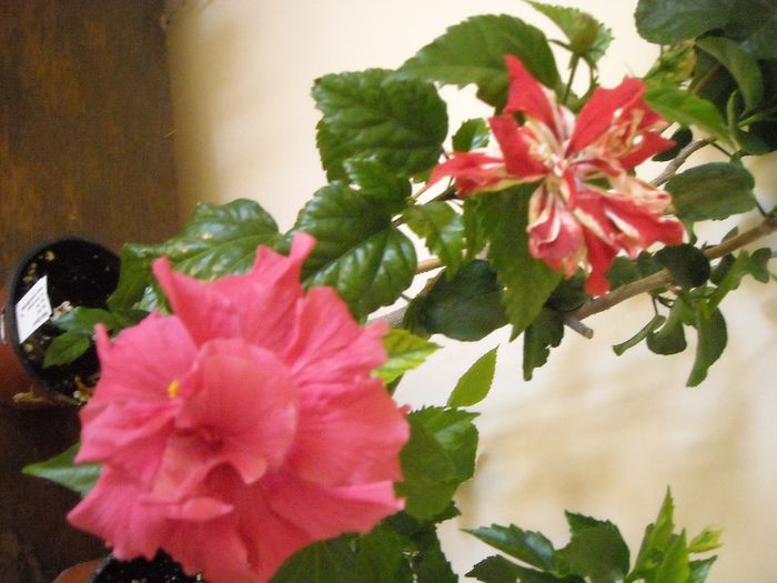 George Davis + Baptistii - Hibiscus 2013-2