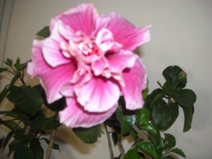 Charles Septembre - Hibiscus 2013-2
