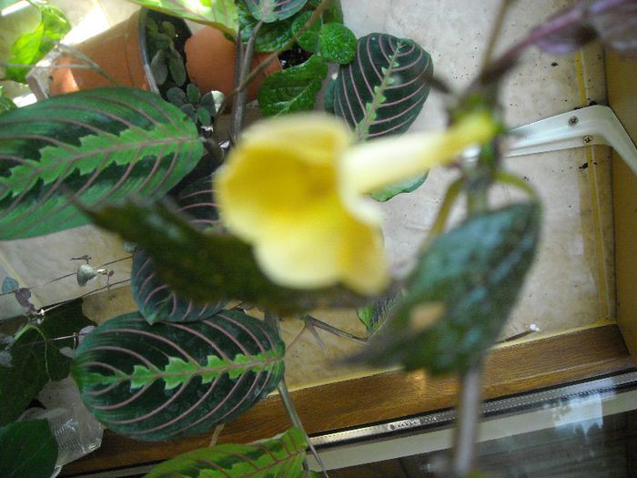 Yelow Beauty - Achimenes