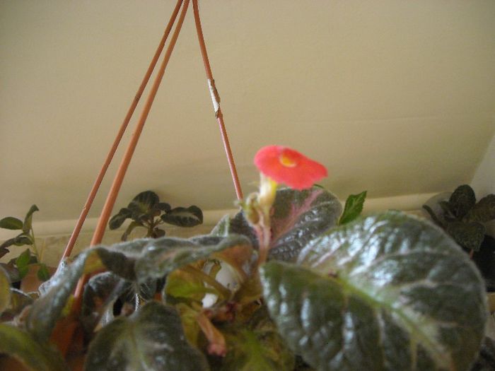 Spring Simphonia