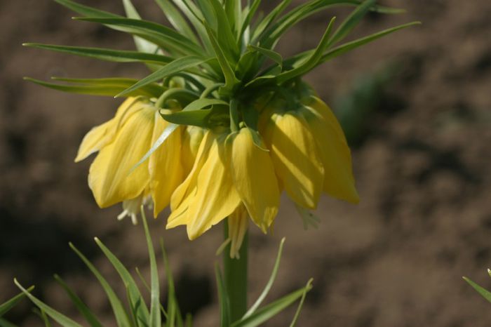 Frittilaria Lutea (3)