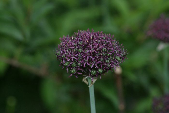 Allium rubra