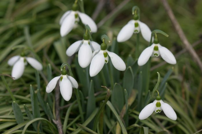 Galanthus elwesi - ghiocei - OFERTA BULBI de TOAMNA 2016