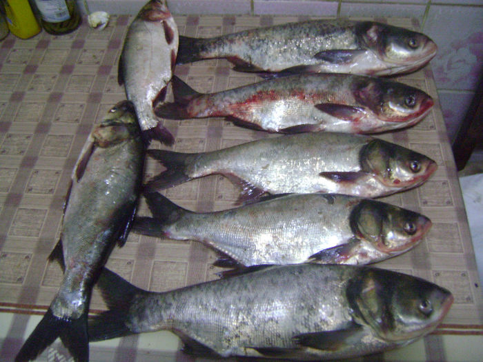12 08 2013 gurbanesti 13,5 kg (4) - la pescuit 2013