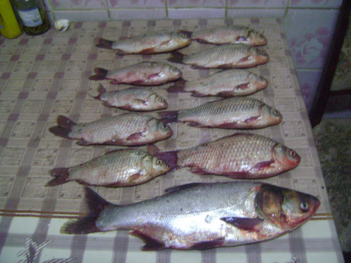 12 08 2013 gurbanesti 13,5 kg (2) - la pescuit 2013