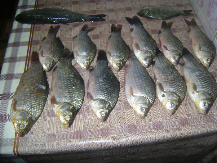 gurbanesti 03 08 2013 (2) - la pescuit 2013